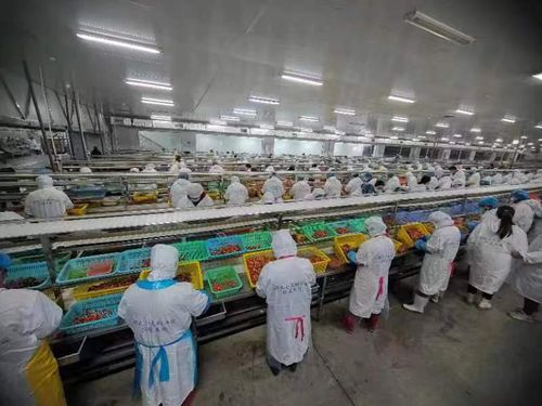 車間升級 產能躍升 湖北潛江龍頭企業備戰龍蝦加工高峰鳳凰網湖北 鳳凰網