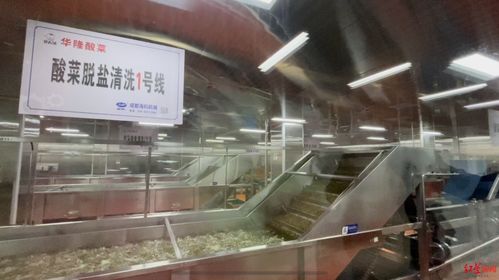 315回頭看 土坑酸菜 一年后,華容酸菜用力重生
